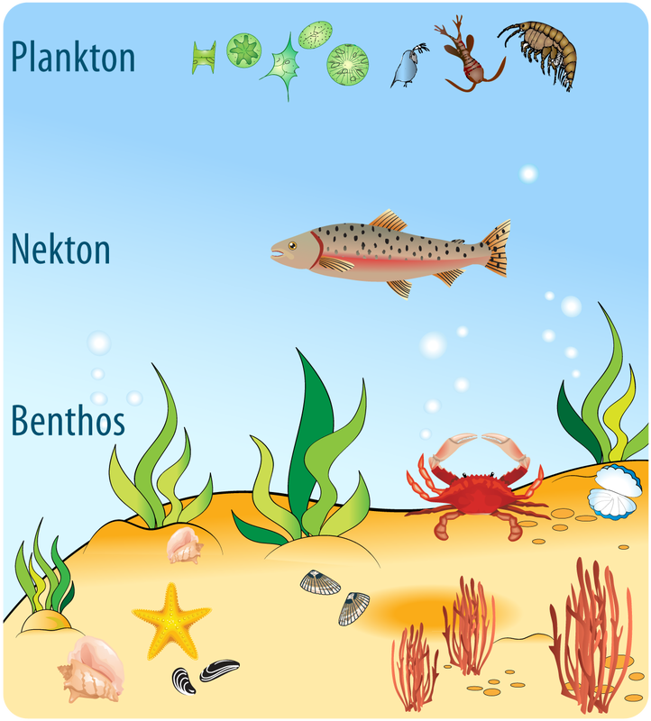 Monitoring the benthos by listening to photosynthesis oceanbites