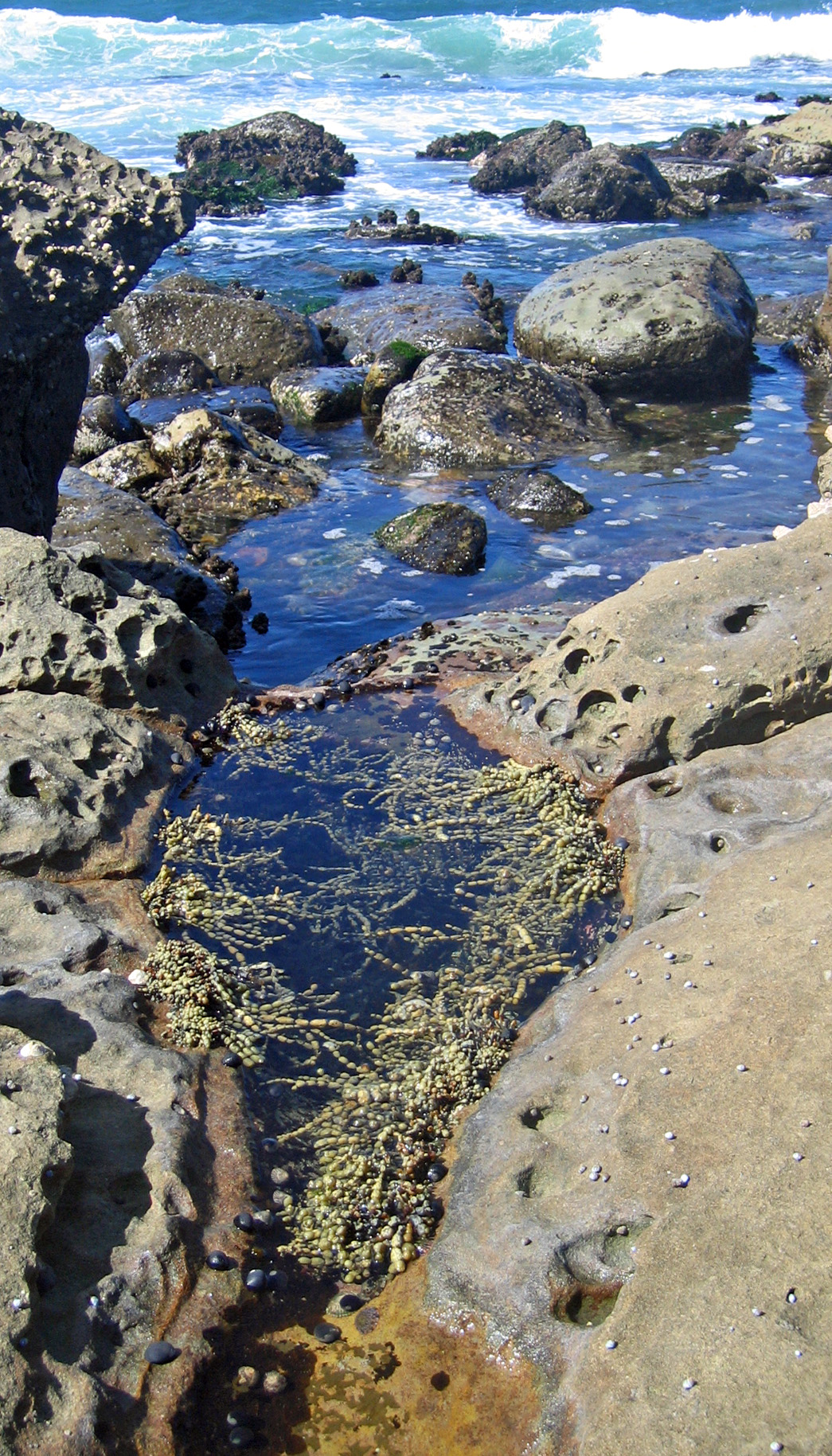 collecting sea life found in galveston beach tidal pools