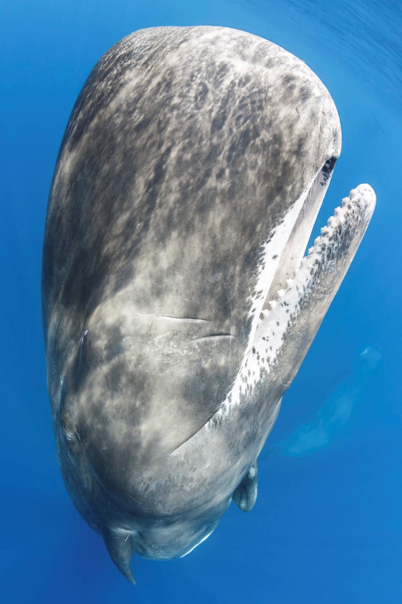 The Biological Big Bang: Testing the hypothesis that sperm whales use auditory bursts to stun prey and other proposed feeding strategies.