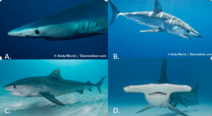 PDF] Shark catch in a pelagic longline fishery: Comparison of