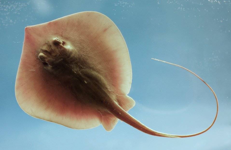 Can you smell that? Oil spills change stingray’s sense of smell