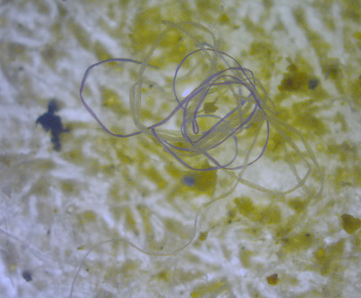 A boon to ocean conservation? Certain fungi can degrade marine plastics