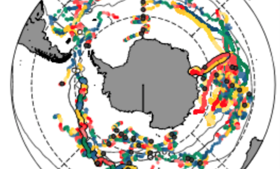 Rugged Southern Ocean phytoplankton weather the storms