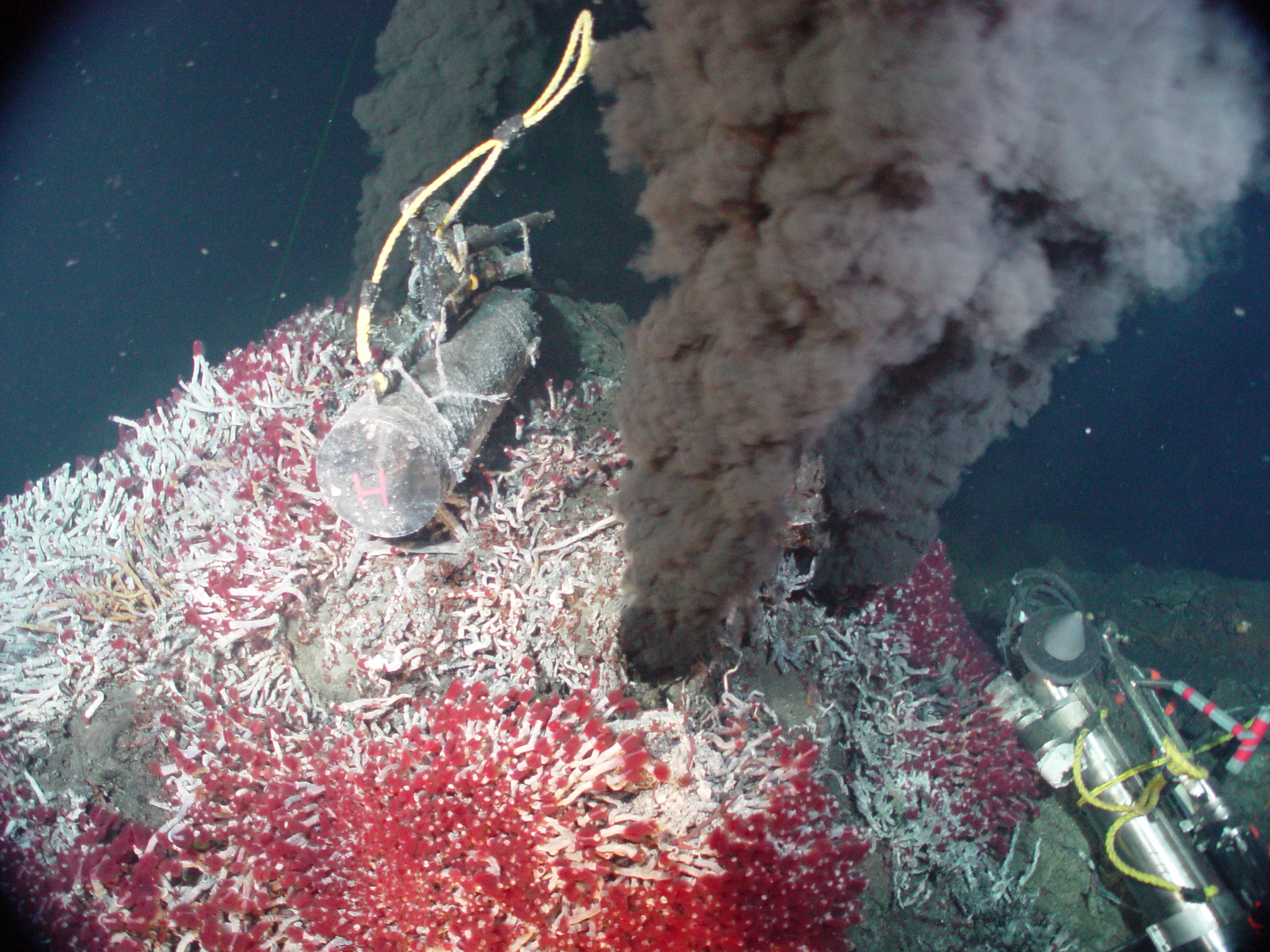 Hydrothermal vents spew out tasty morsels for local marine consumers
