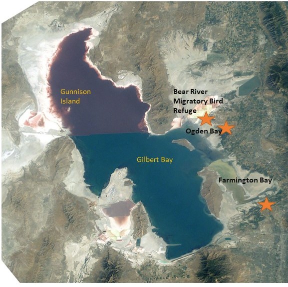 Great Salt Lake: a place migratory birds call home – oceanbites