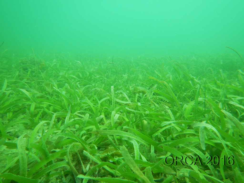 How does salinity impact fish grazing in seagrass meadows? – oceanbites