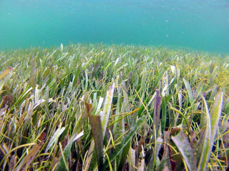 How does salinity impact fish grazing in seagrass meadows? – oceanbites