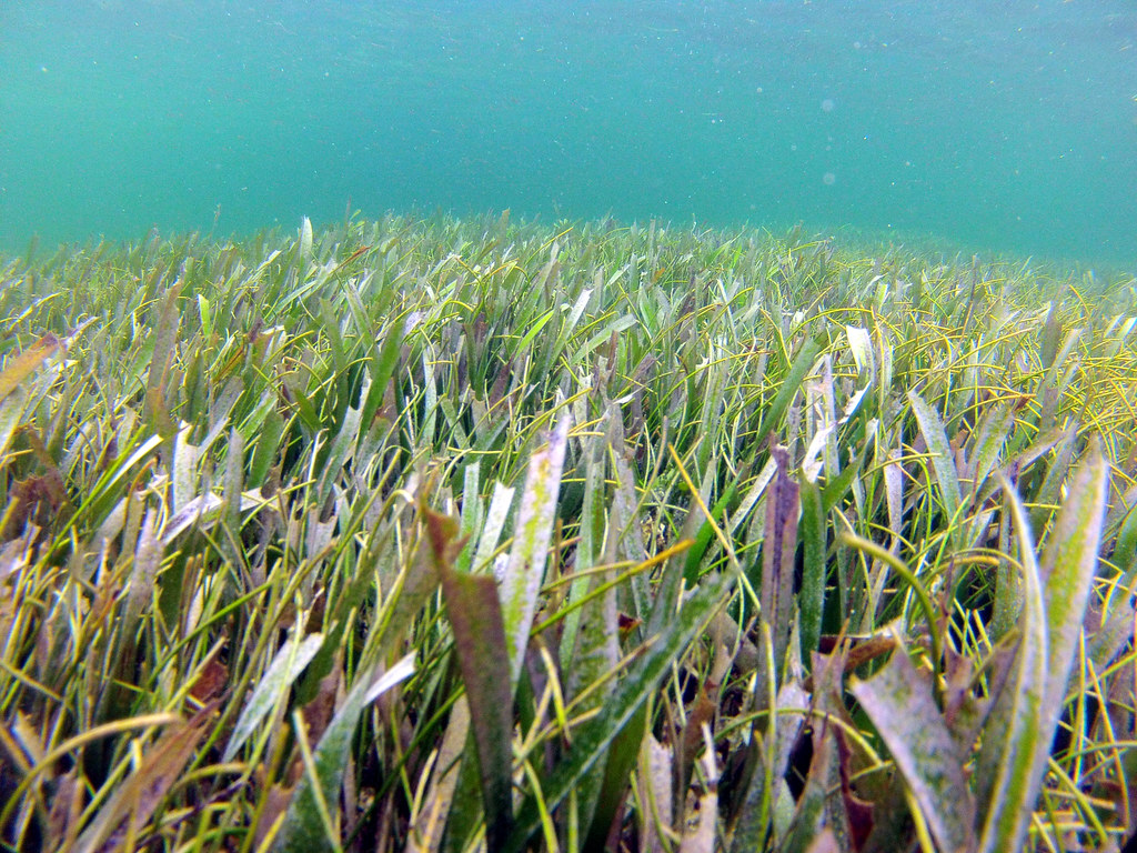 How does salinity impact fish grazing in seagrass meadows?