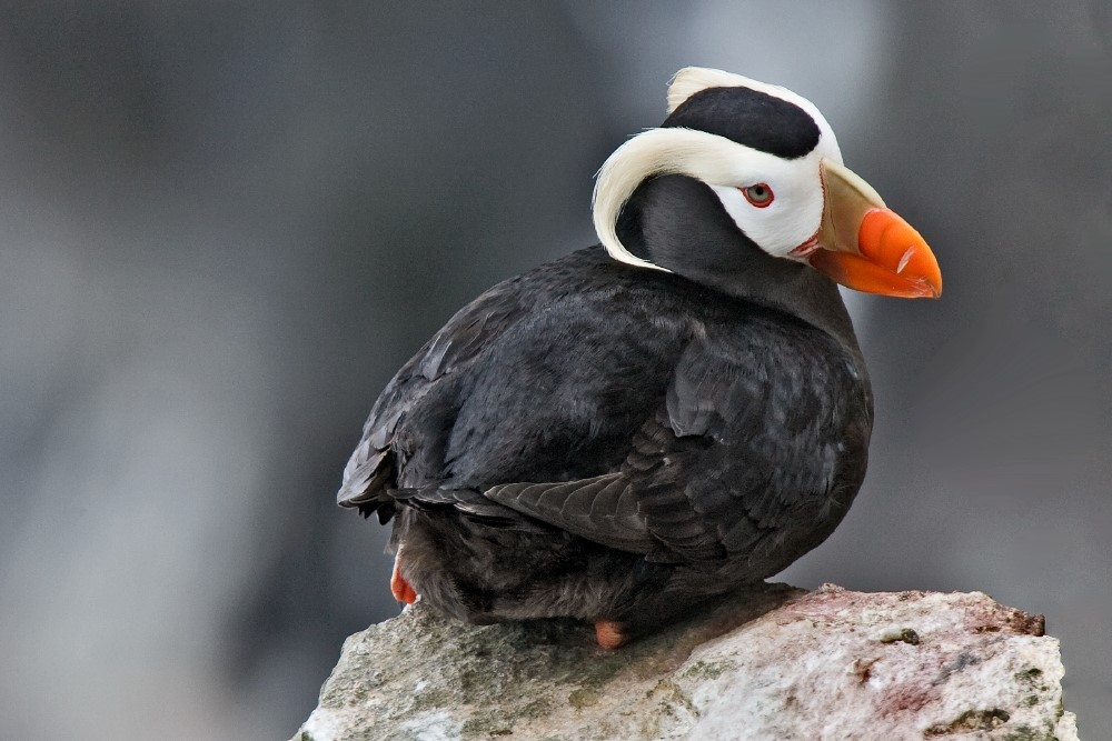 What’s Killing Seabirds in the Bering Sea?