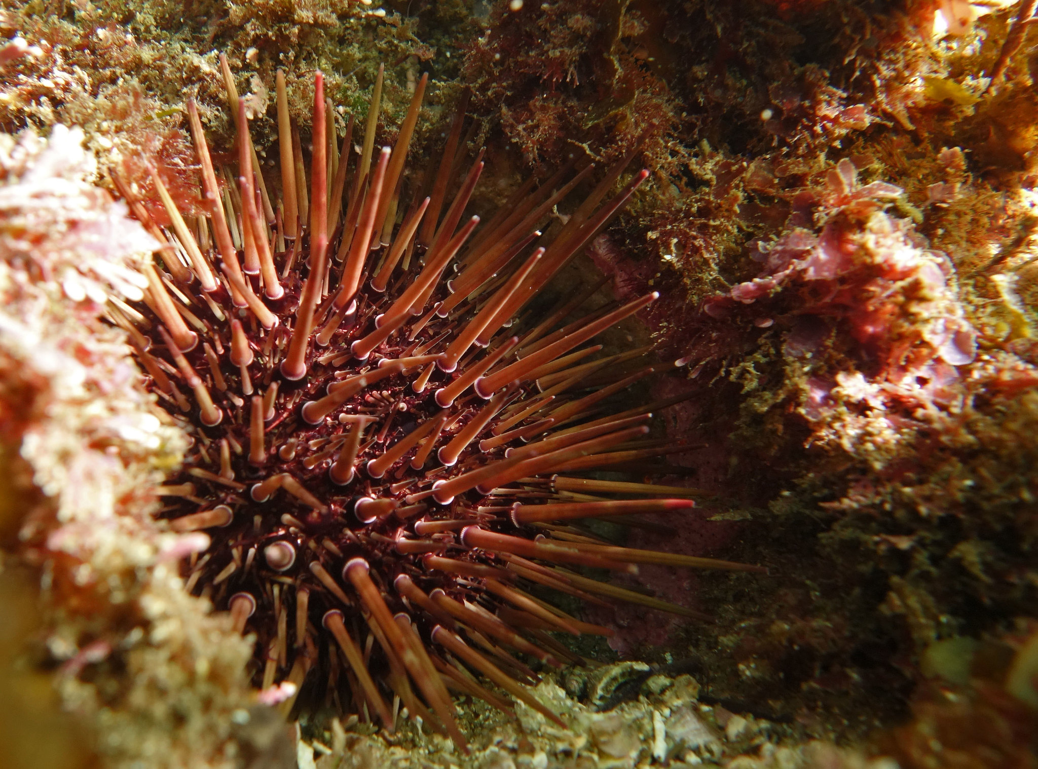 On the case: Scientists use many sources to find the culprit in kelp ...