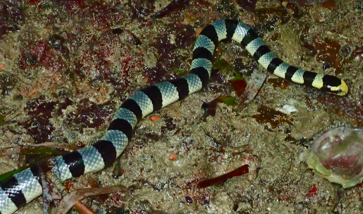 Sea Snakes See in Technicolor: A Reversal of Ancestral Vision Loss