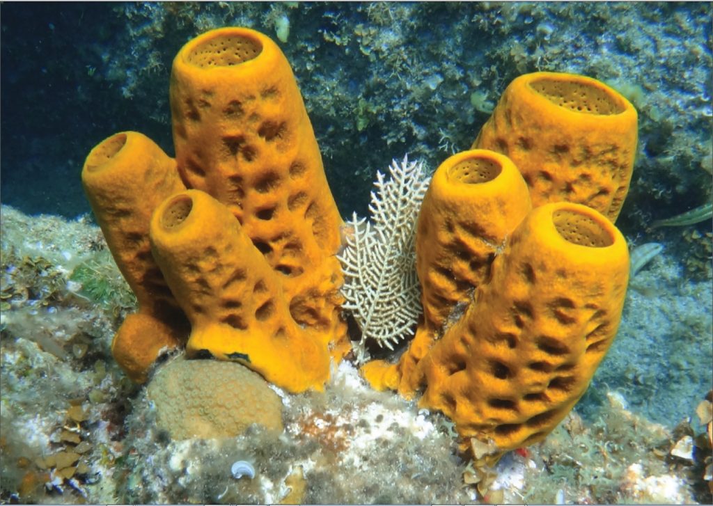 sponges move water through their body using