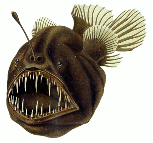 How the anglerfish gets its light