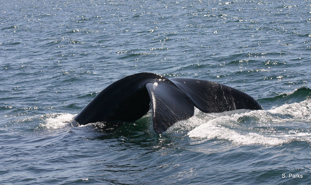 The story behind the story: Understanding how mother whales communicate and the challenges of studying an endangered species