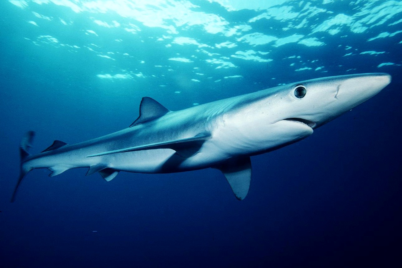 Sharks vs. Fishing Vessels: The fatal overlap