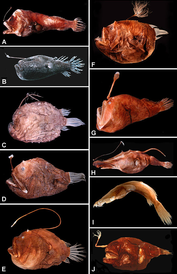 How the anglerfish gets its light oceanbites