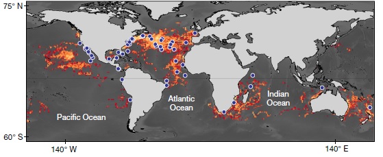 Sharks vs. Fishing Vessels: The fatal overlap – oceanbites