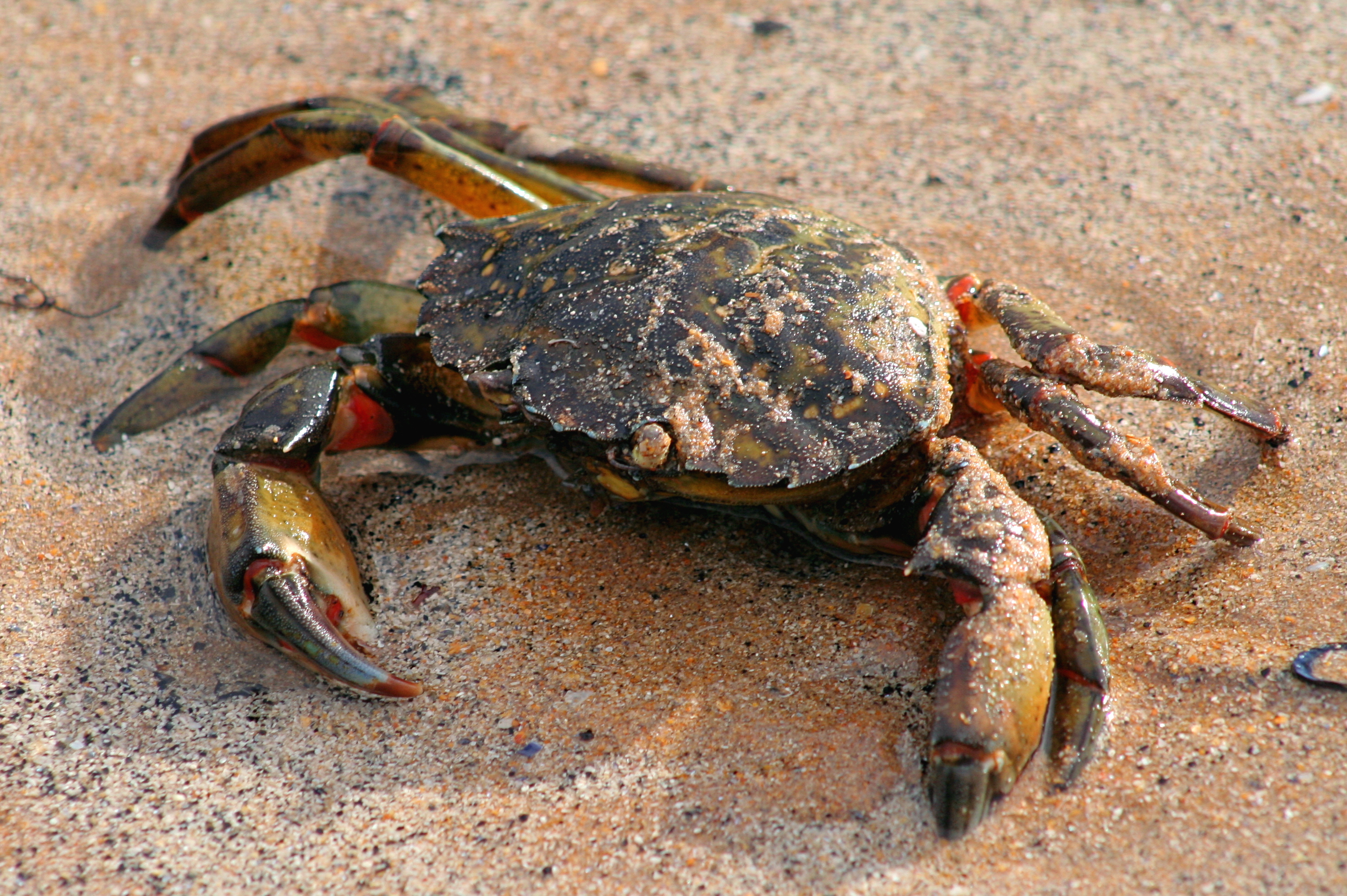 Mazes aren’t just for mice: European shore crabs exhibit spatial learning