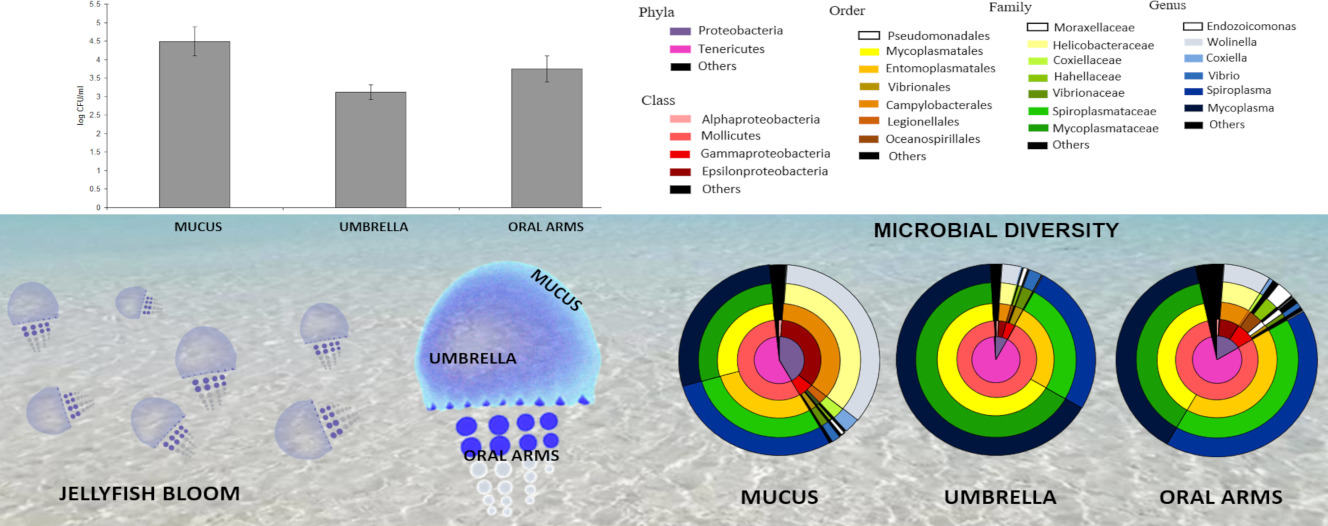 Jellyfish Blooms Could Increase the Risk of BacteriaSpread Illnesses