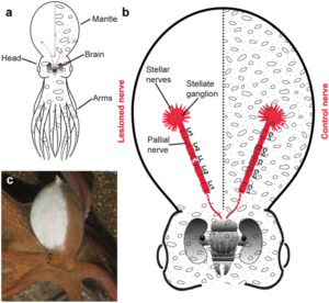 nerve nervous octopuses nerves regenerate oceanbites vulgaris relation anatomy mantle