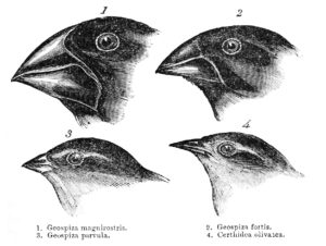 Illustrations of Darwin's Finches