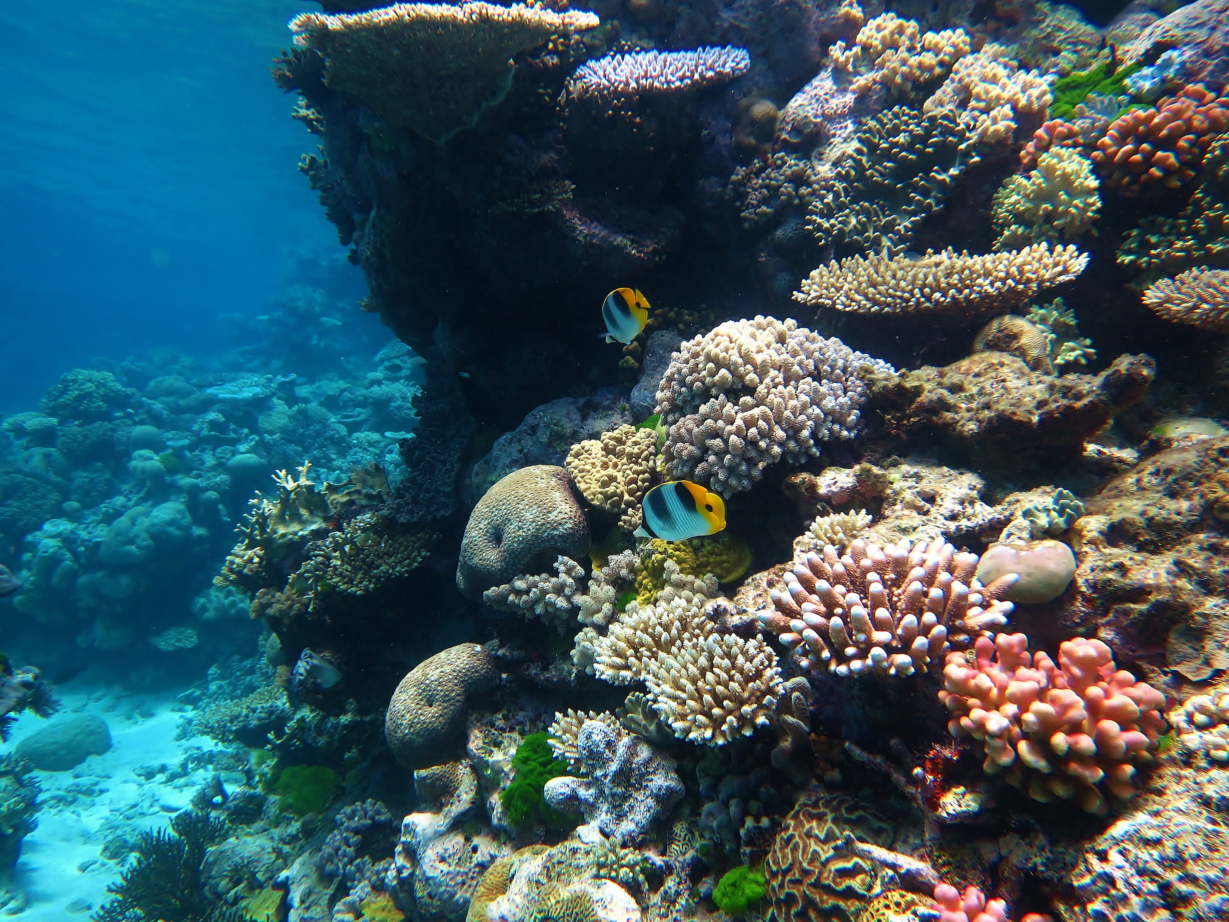 Ensuring that coral reefs sound like home