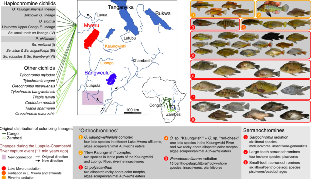 Map of the two lakes and photos of cichlid radiations.