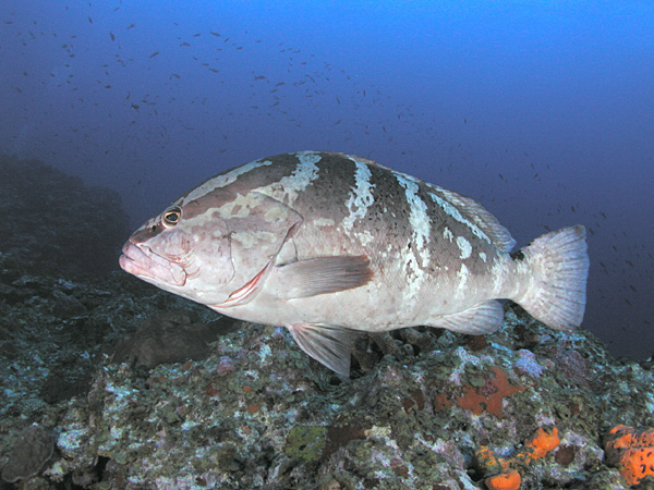 A story of success for the Cayman Island’s Nassau Grouper