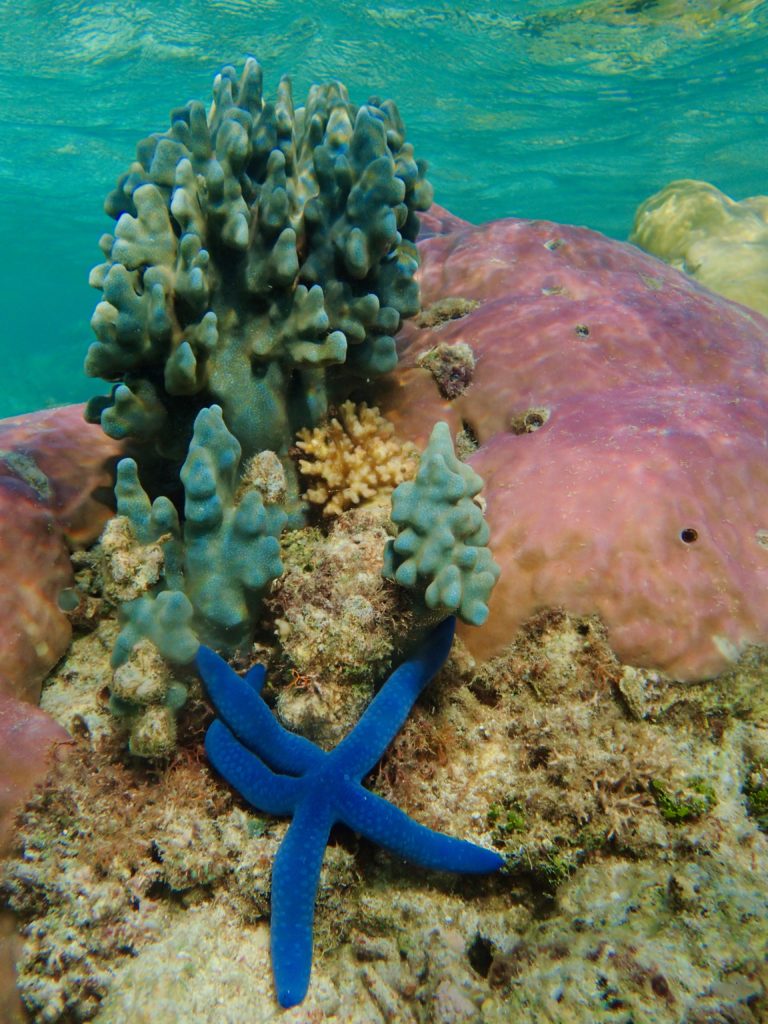 Blue Coral with a Not-So-Blue Future – oceanbites