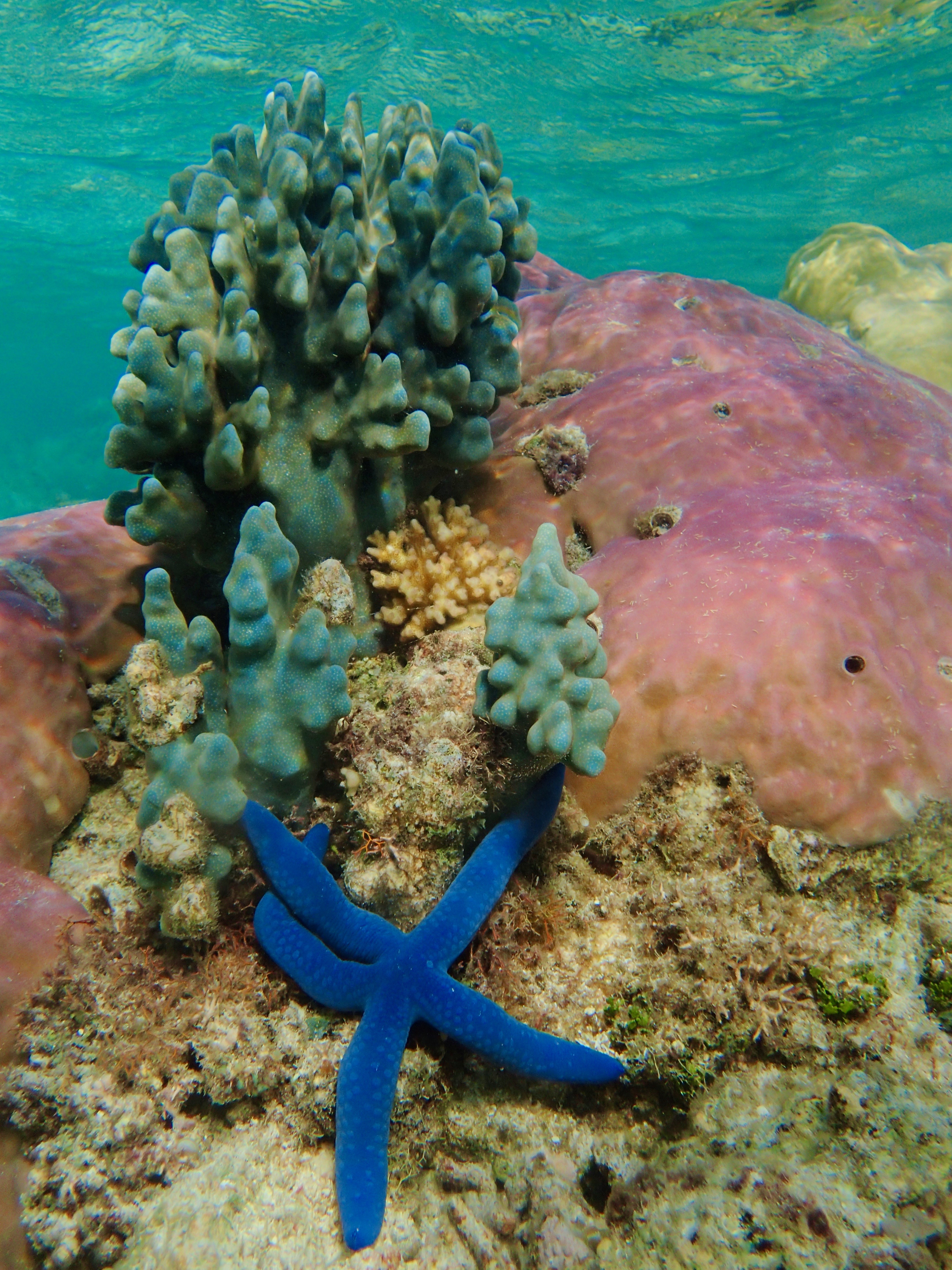 Blue Coral with a Not-So-Blue Future
