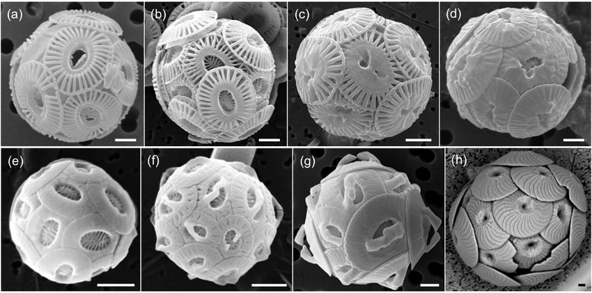 Coccoliths and Carbon