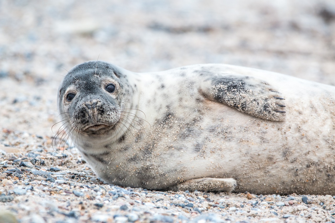 A round of underwater applause: Scientists record gray seals clapping underwater