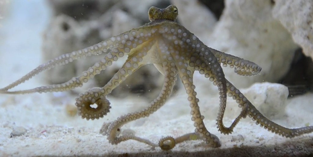 Octopuses can learn from an iPad too