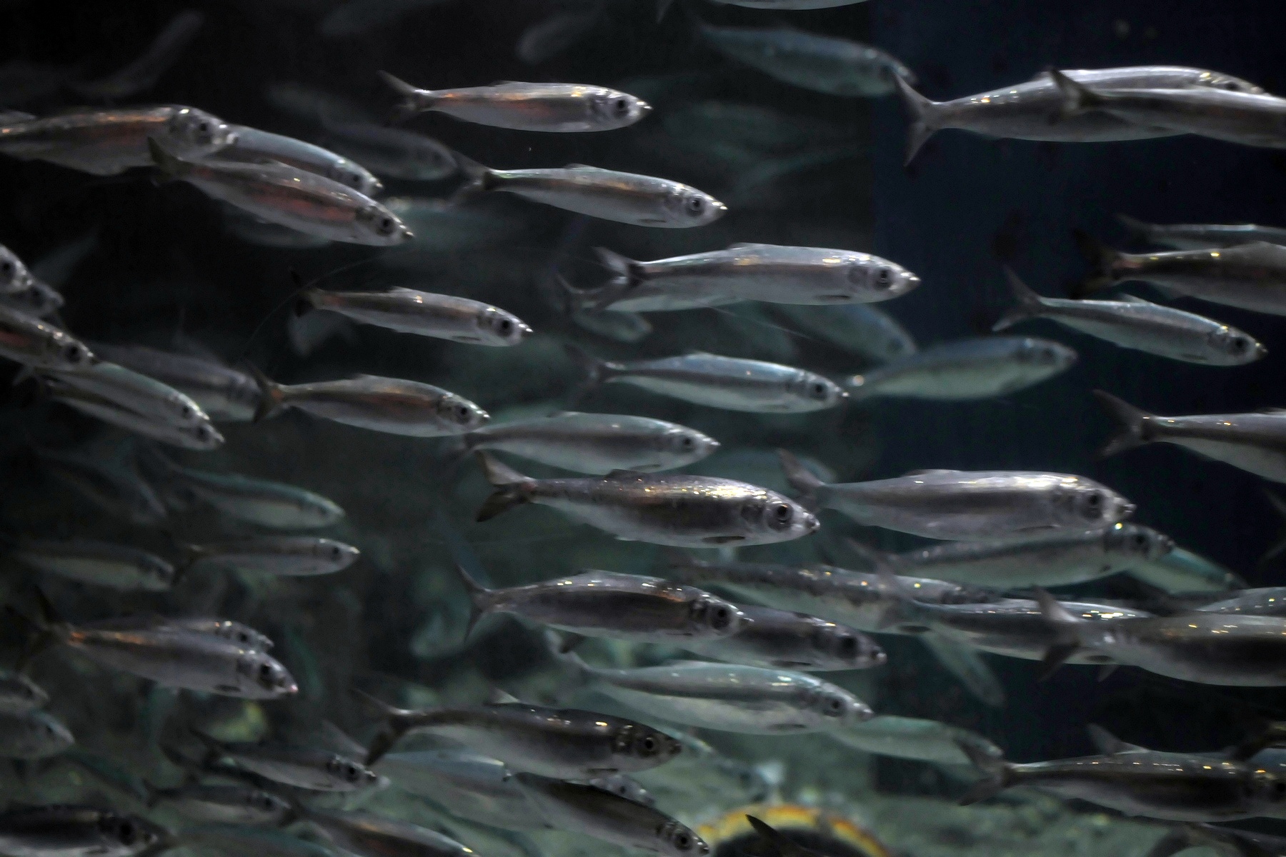 Catch prey while the sun shines – Herring grow bigger when they can see their food
