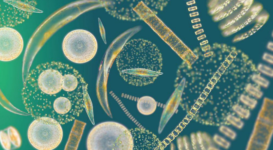 Phytoplankton: Small cells with a big impact