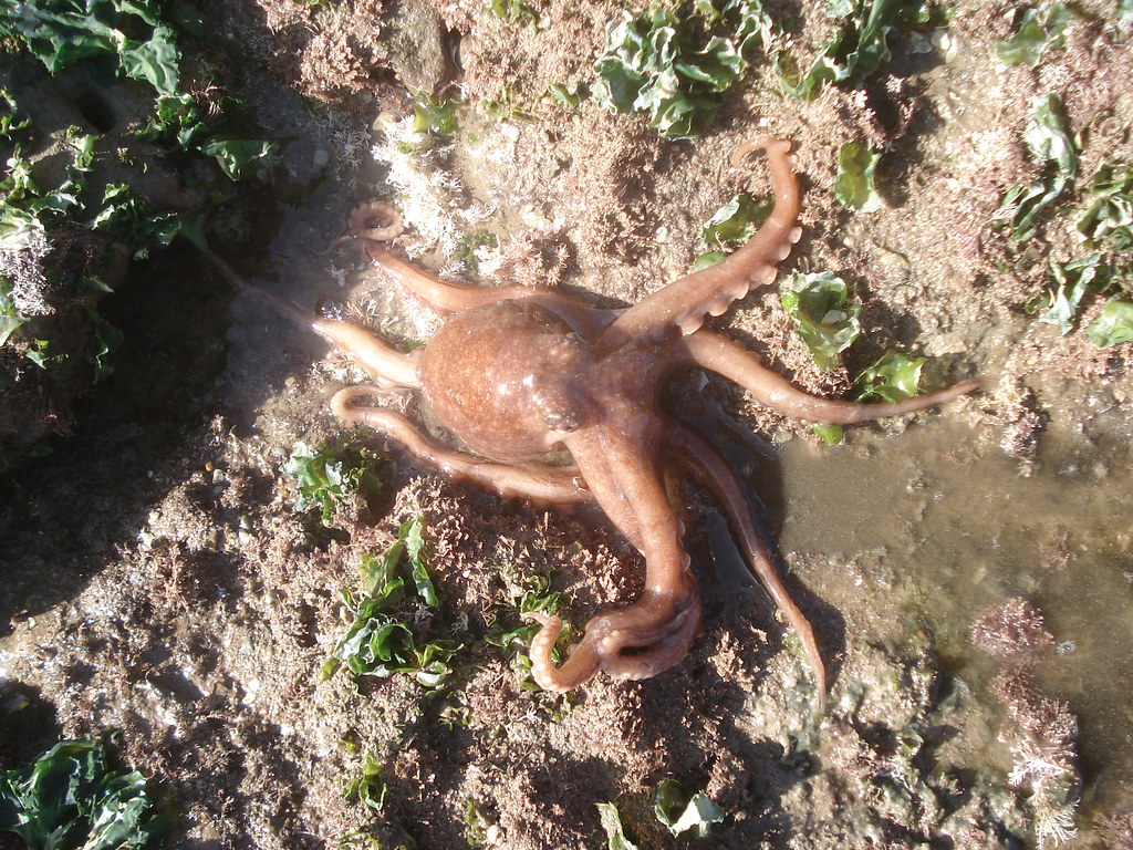 Prey variety is key to coexistence of octopuses and sea stars
