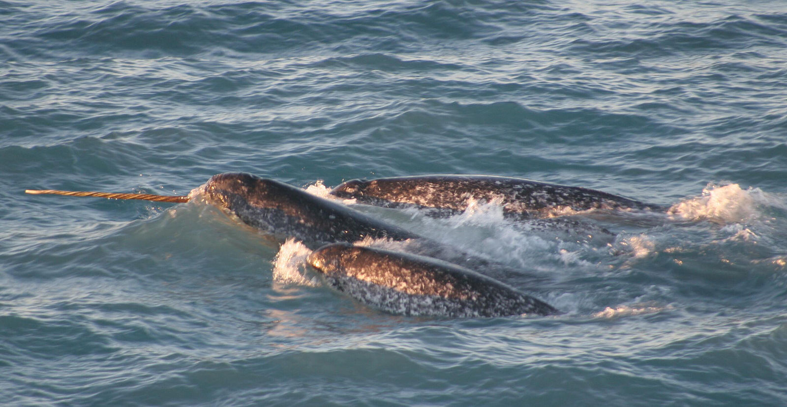 Arctic Unicorns: Understanding the past, present, and future of narwhals and their mysterious tusks