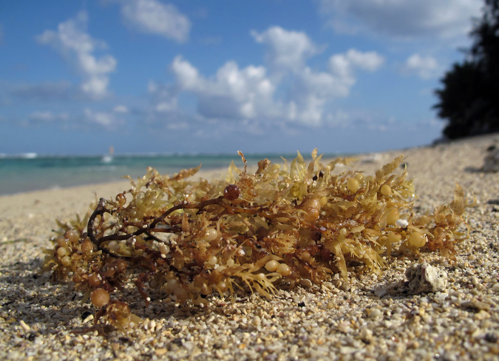 Sargassum An Overlooked Solution oceanbites