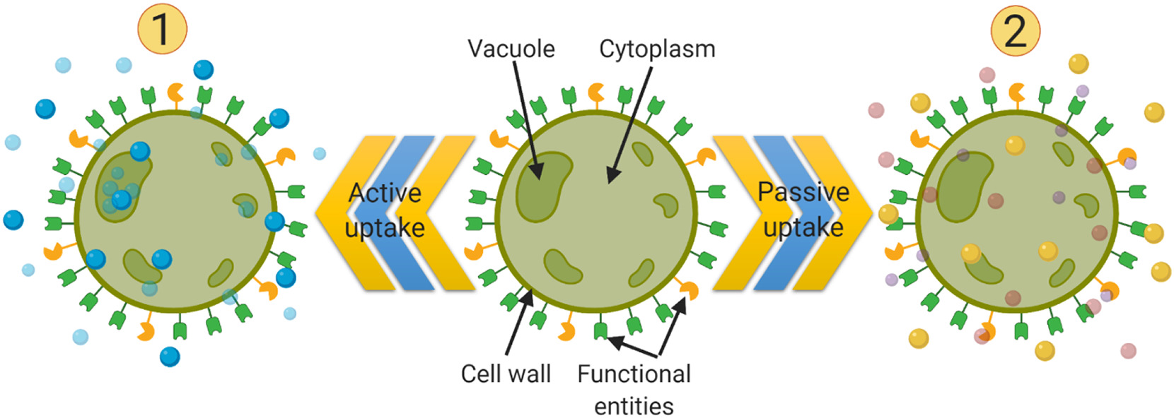 Sargassum An Overlooked Solution oceanbites