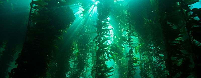 Size Matters in Kelp Forests – Big, Dense Populations Are Better Equipped to Recover from Disturbance