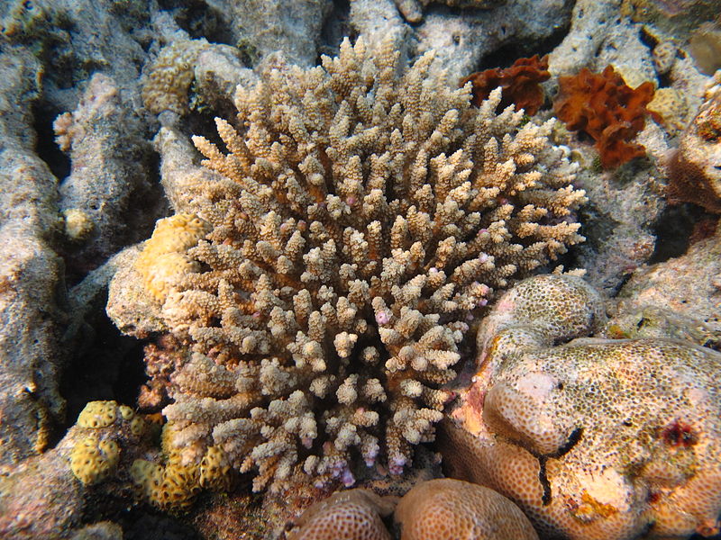 Turning up the heat: lab-adapted symbionts help coral survive warming waters