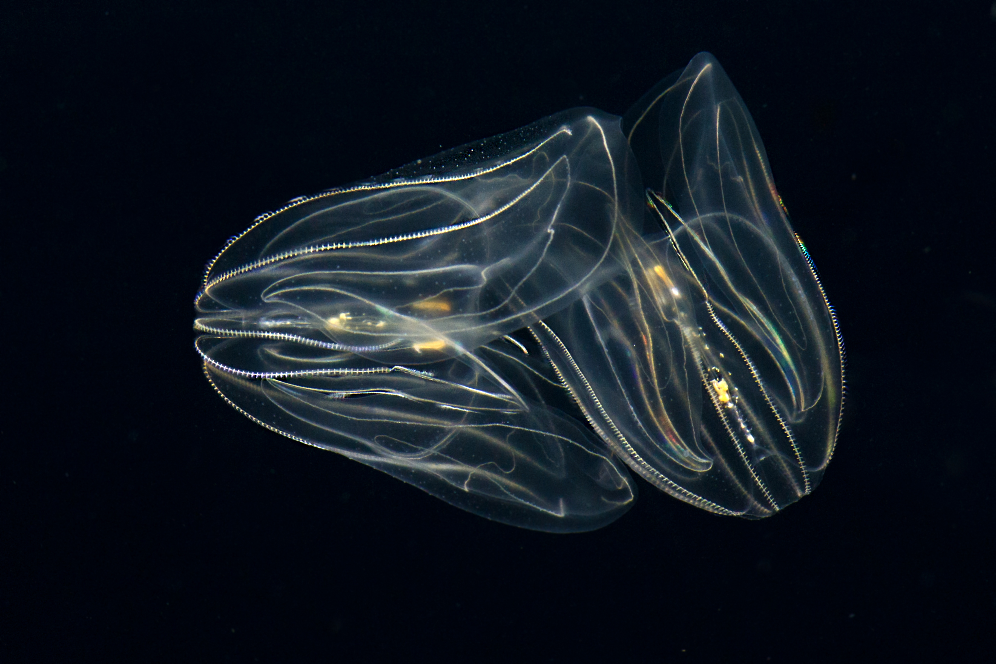Increasing resilience, one cannibal at a time oceanbites