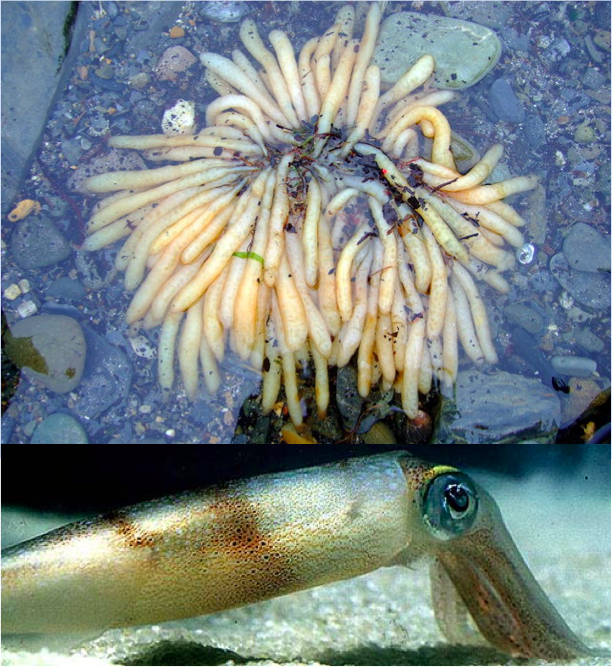 Ocean acidification and baby “squidlife” crises? oceanbites