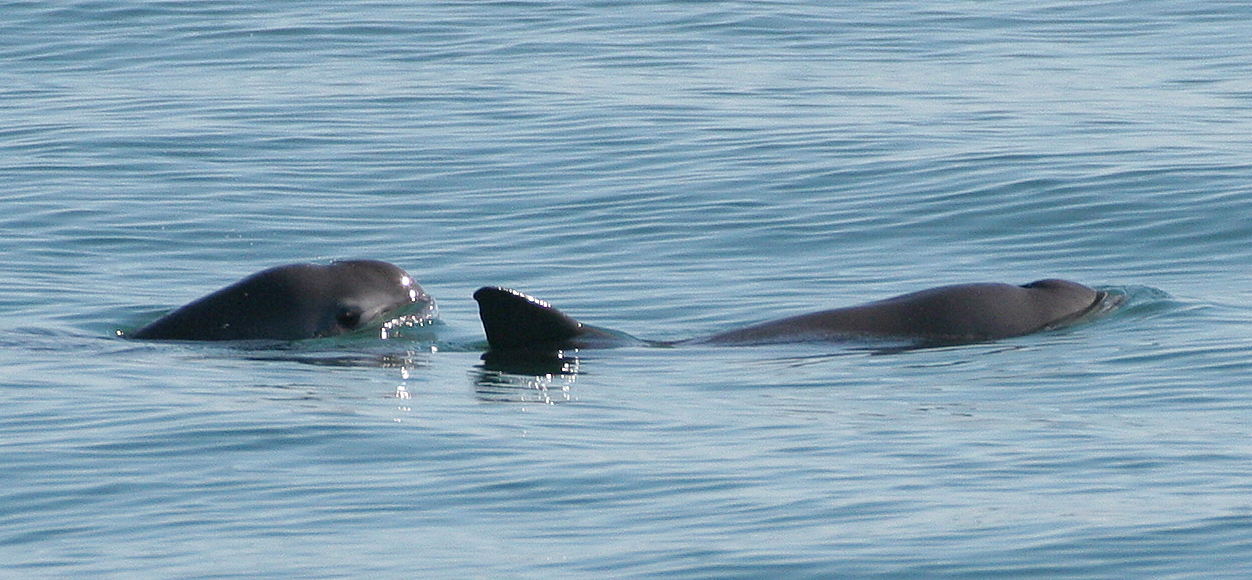 VaquitaCPR: Trying to save the world’s most endangered marine mammal