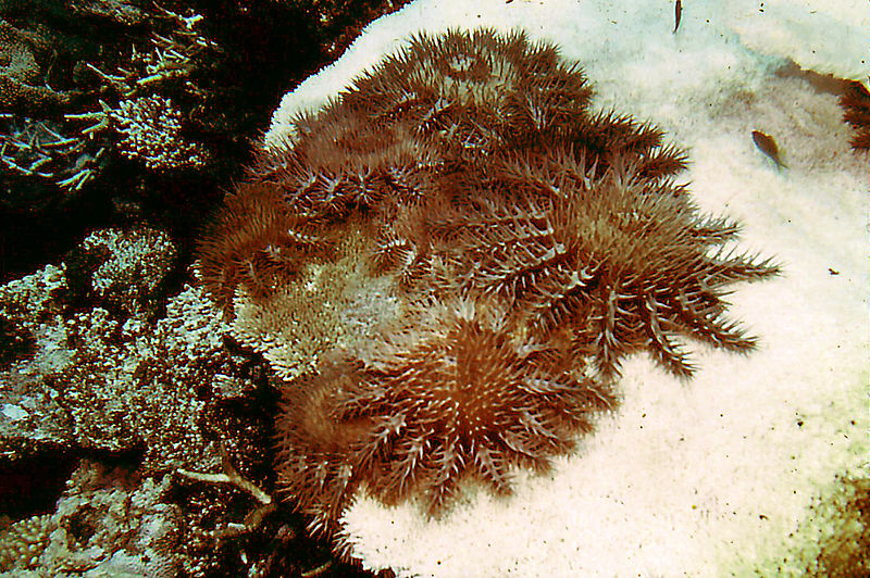 Cots Preditors Slowing a Thorny Invasion – Managing for COTS with DNA – oceanbites
