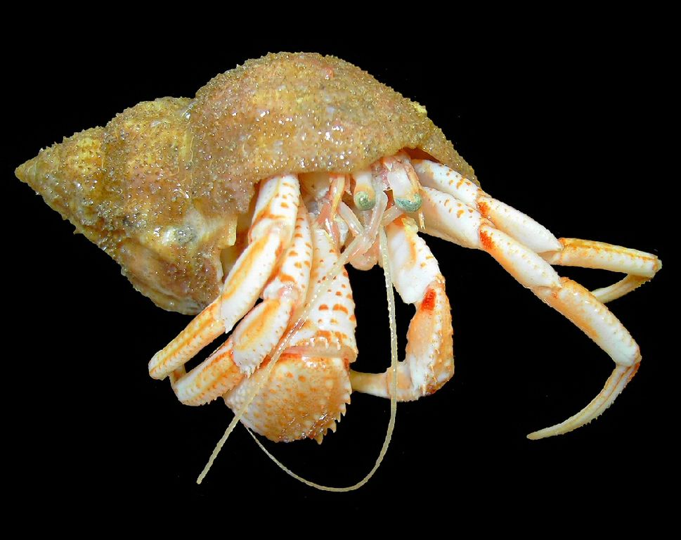 Menacing microplastics hamper hermit crab choices