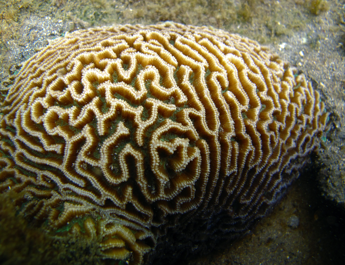 Renewed hope for reef-building corals to combat climate change.