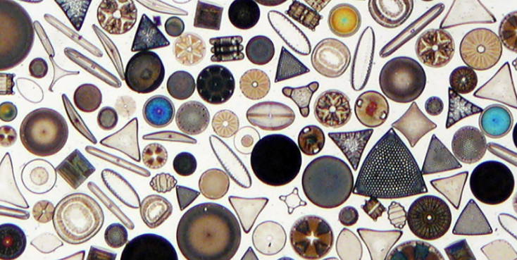 Southern Ocean diatoms: while they’re small, they are mighty!