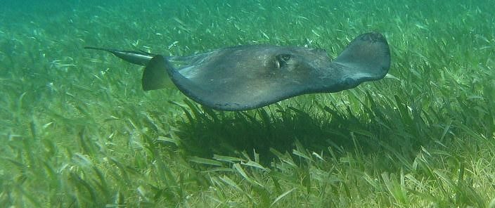 Sounds, Stress, and Stingrays