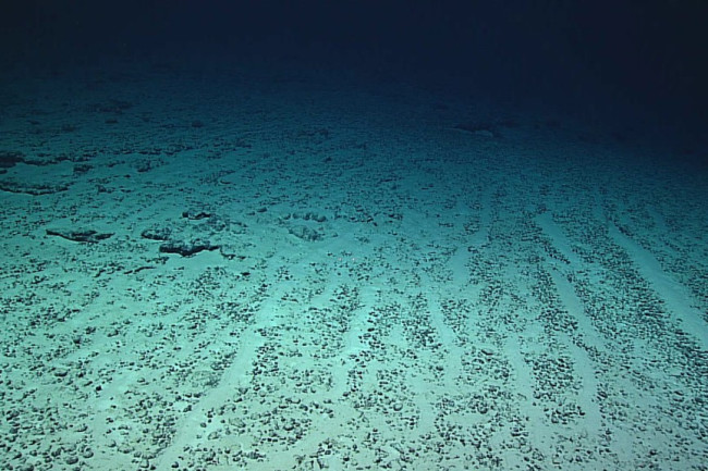 Oil and Gas Seeps: Microbial Elevators through Ocean Sediments